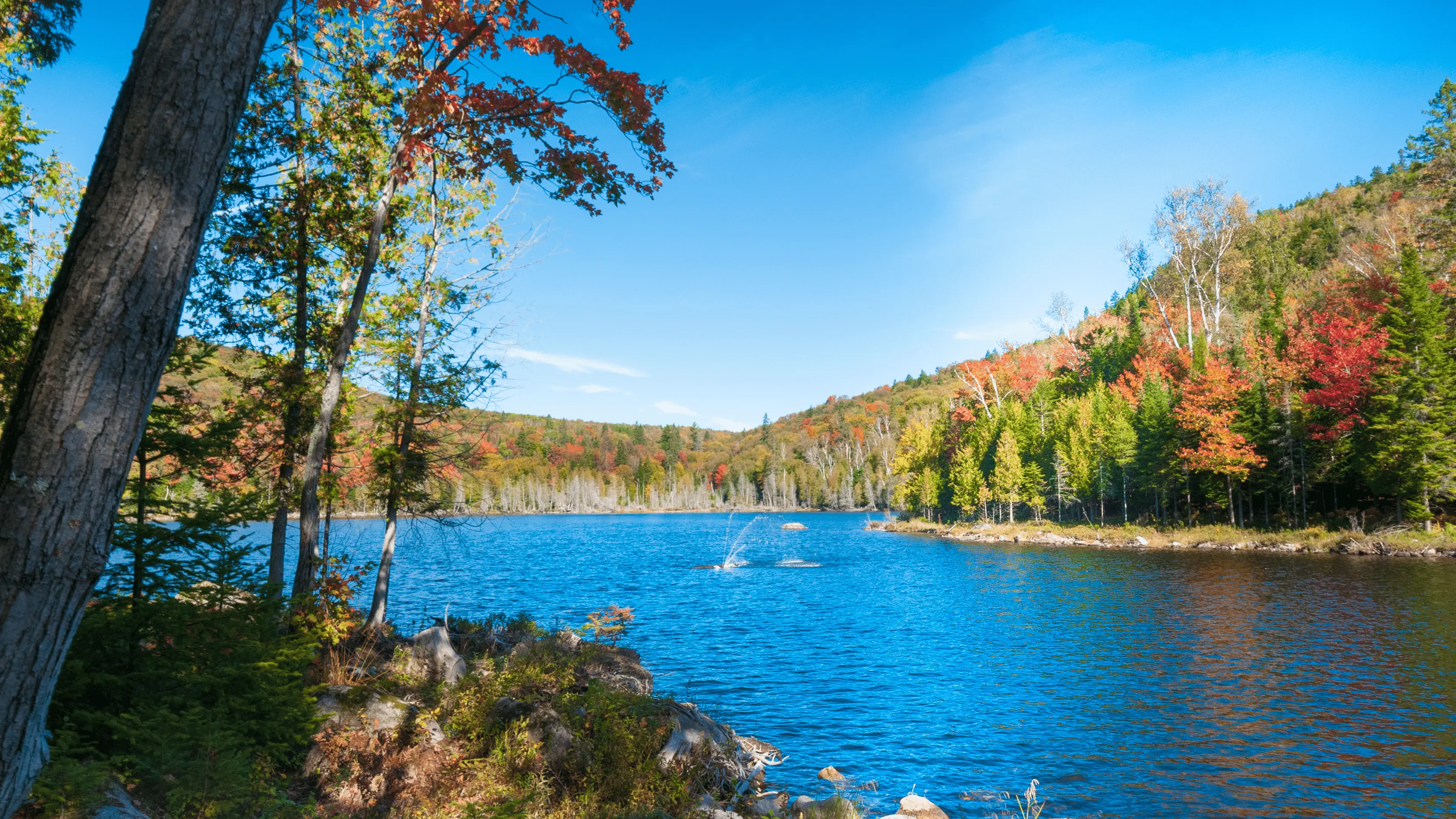 Konservasi & Pengelolaan Kawasan