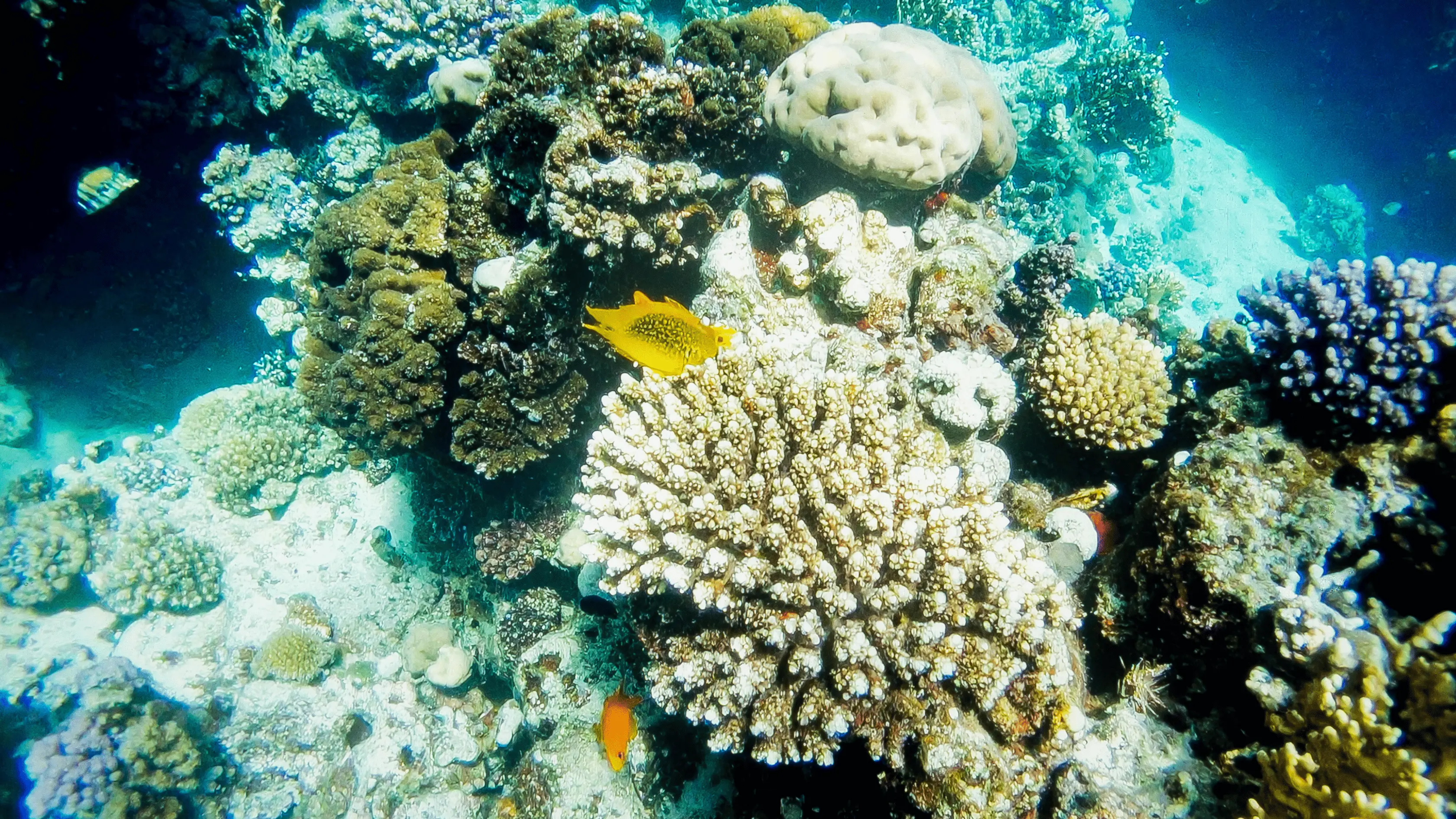 Ekologi & Biodiversitas