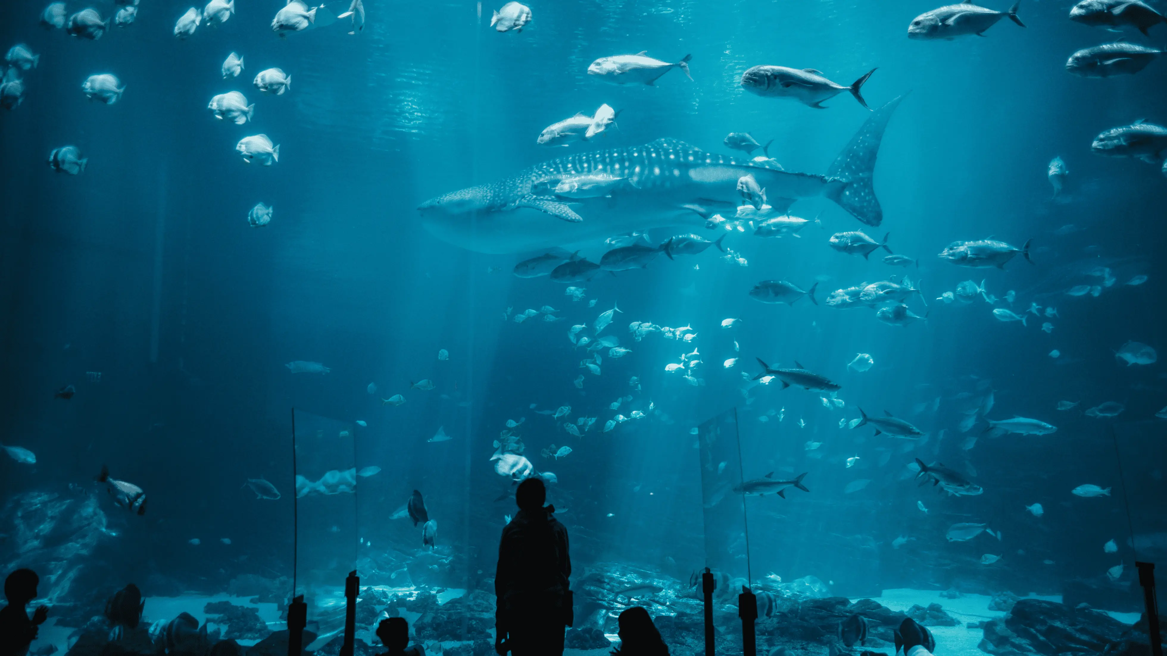 Keanekaragaman Terumbu Karang dan Ekosistem Laut